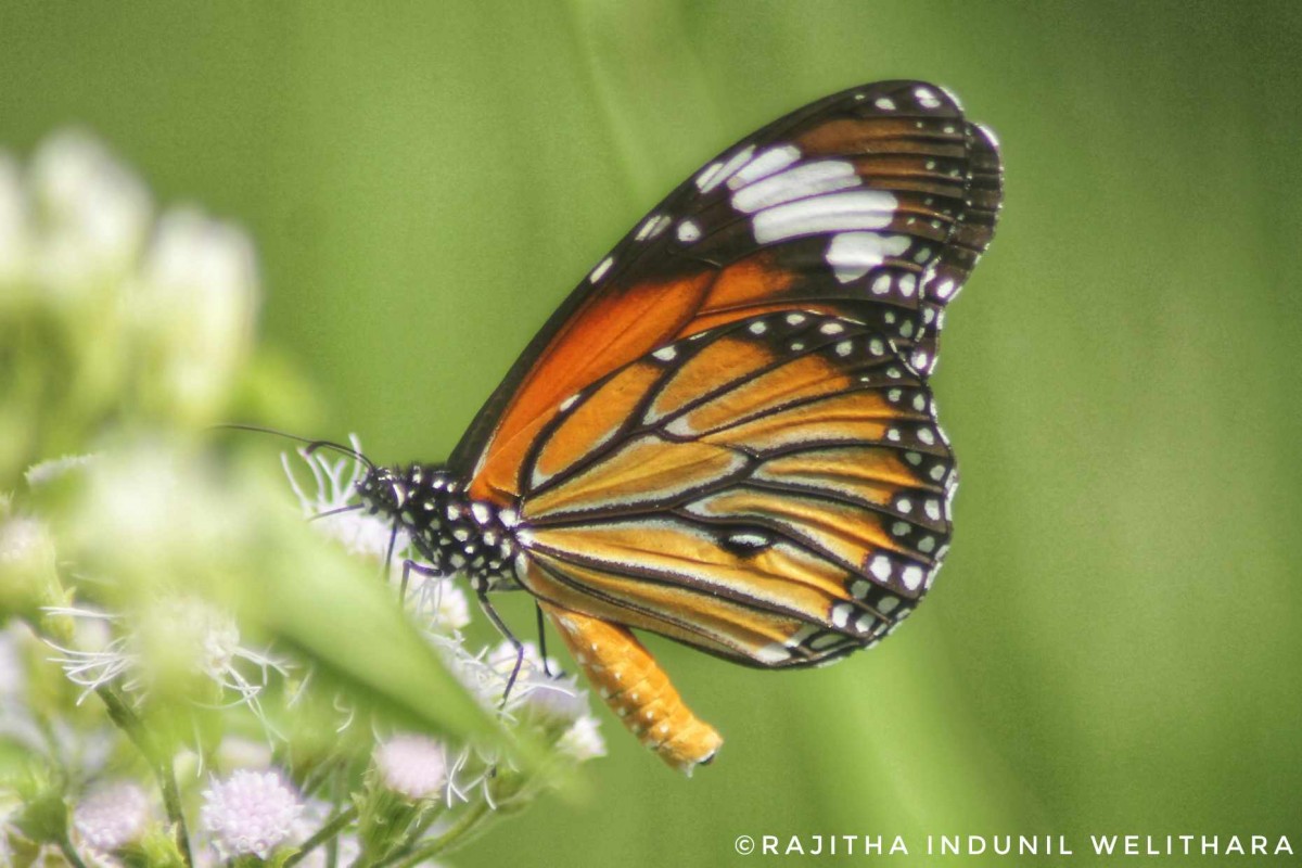 Danaus genutia Cramer, 1779